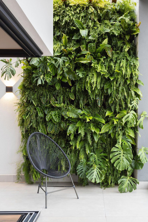 Folhagens de Jiboia em um jardim vertical interno